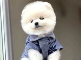 Ayı Surat Pomeranian Boo Yavrum Sizlerle