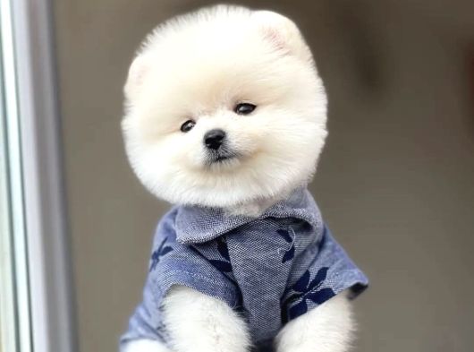 Ayı Surat Pomeranian Boo Yavrum Sizlerle görsel