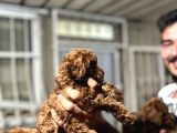 Kore Poodle 4 Ay 3 Karma Aşılı Kilo Garantili