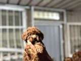 Kore Poodle 4 Ay 3 Karma Aşılı Kilo Garantili