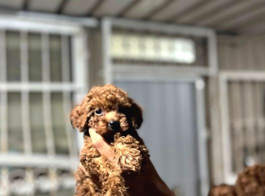 Kore Poodle 4 Ay 3 Karma Aşılı Kilo Garantili görsel