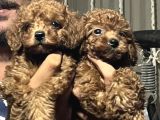 Kore poodle 4 ay 3 karma aşılı kilo garantili
