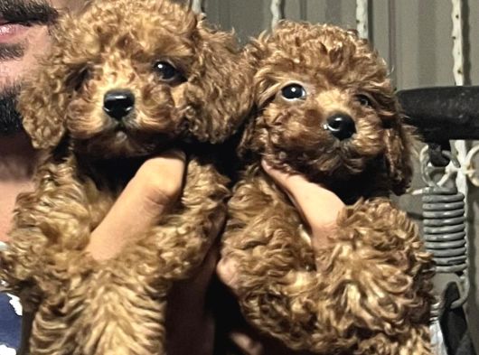 Kore poodle 4 ay 3 karma aşılı kilo garantili