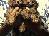 Kore Poodle 4 Ay 3 Karma Aşılı Kilo Garantili