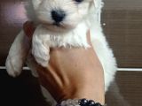 Maltese Bebi̇şleri̇mi̇z