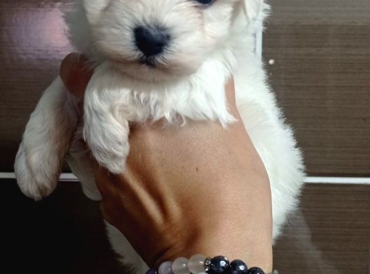 Maltese Bebi̇şleri̇mi̇z görsel