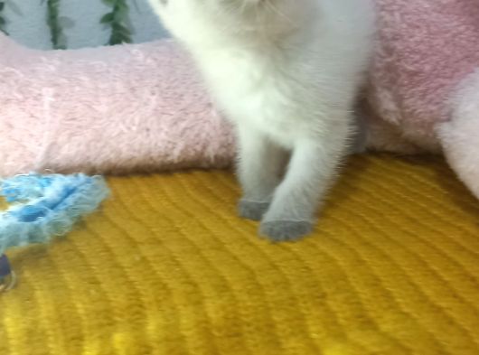 Bal Surat Kizim Tesli̇me Hazir görsel