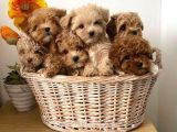 ANATOMİ HARİKASI MALTIPOO BEBEKLER