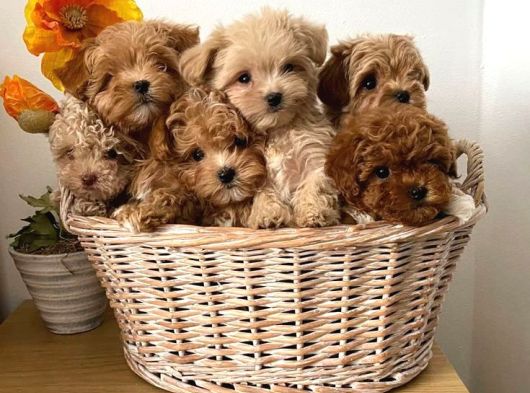 Anatomi̇ Hari̇kasi Maltipoo Bebekler