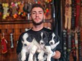 Burkem Çiftliğimizden Safkan border collie