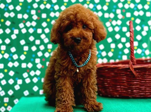 Orji̇nal Poodle Çocuklar görsel