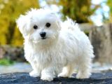 Maltese Bebi̇şleri̇mi̇z