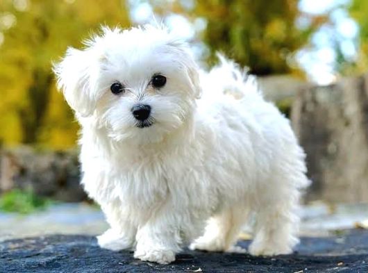 Maltese Bebi̇şleri̇mi̇z görsel