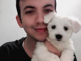 Maltese Yavrularimiz