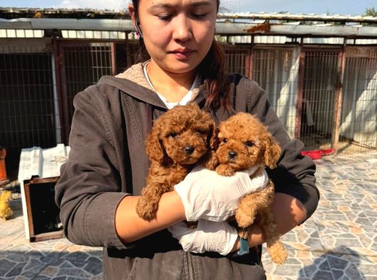 Toy Poodle Yavrularımız görsel