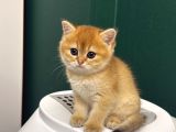 Show kalite british shorthair - Anne ve baba scrli