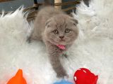 2 Aylık Dişi Scottish Fold Yavrumuza Yuva Arıyoruz.