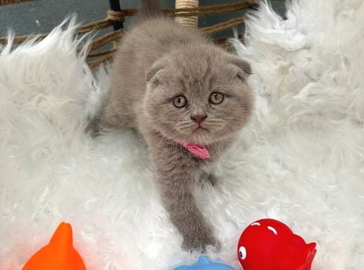 2 Aylık Dişi Scottish Fold Yavrumuza Yuva Arıyoruz. görsel