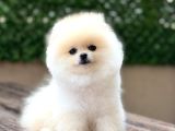 Orji̇nal Pomerani̇an Boo Çocuklar