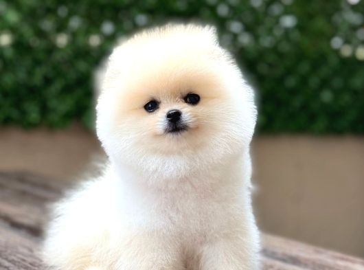 Orji̇nal Pomerani̇an Boo Çocuklar görsel