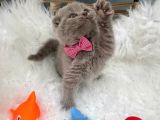 2 Aylık Dişi Scottish Fold Yavrumuza Yuva Arıyoruz.