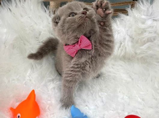 2 Aylık Dişi Scottish Fold Yavrumuza Yuva Arıyoruz. görsel