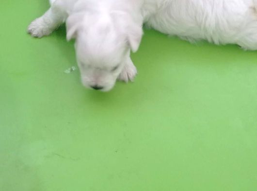 Maltese Bebi̇şleri̇mi̇z görsel