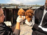 Toy Poodle Yavrularımız