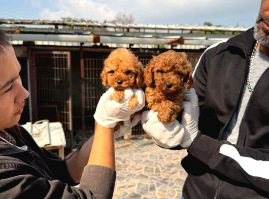 Toy Poodle Yavrularımız görsel