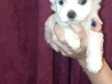 Maltese Bebi̇şleri̇mi̇z