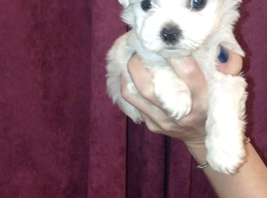 Maltese Bebi̇şleri̇mi̇z görsel