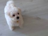 MALTESE BEBİŞLERİMİZ