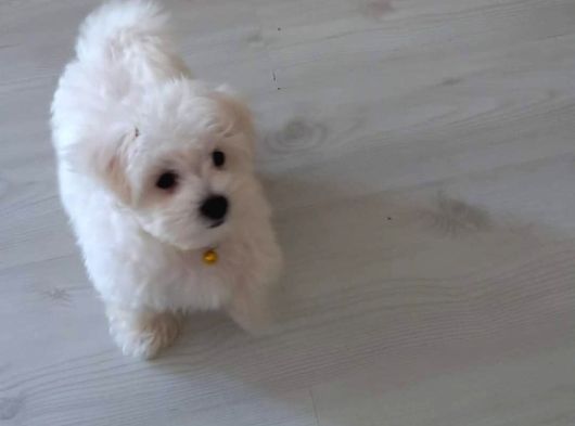 Maltese Bebi̇şleri̇mi̇z