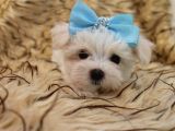 Maltese Bebi̇şleri̇mi̇z