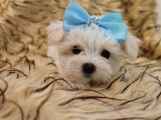 Maltese Bebi̇şleri̇mi̇z görsel