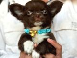 Minik Boy Büyük Karakter Safkan Chihuahua Yavrular Yeni