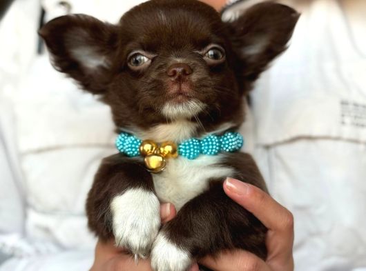 Minik Boy Büyük Karakter Safkan Chihuahua Yavrular Yeni görsel