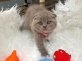 2 Aylık Dişi Scottish Fold Yavrumuza Yuva Arıyoruz.