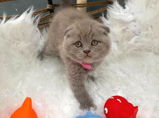 2 Aylık Dişi Scottish Fold Yavrumuza Yuva Arıyoruz.