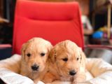 Safkan Bir Aile Dostu Golden