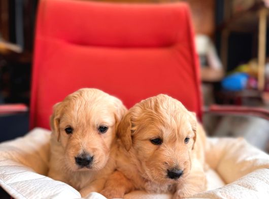 Safkan Bir Aile Dostu Golden görsel