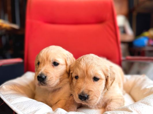 Safkan Bir Aile Dostu Golden görsel