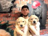 Safkan bir aile dostu golden