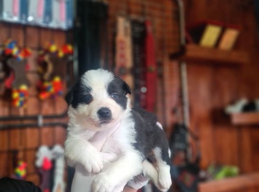 Burkem Çiftliğimizden Safkan Border Collie görsel