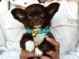 Minik boy büyük karakter safkan chihuahua yavrular yeni