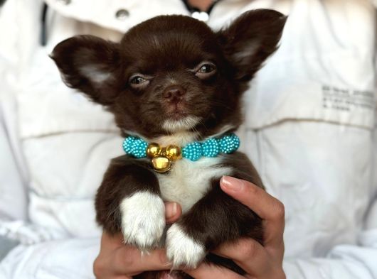 Minik Boy Büyük Karakter Safkan Chihuahua Yavrular Yeni