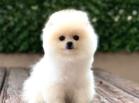 Orji̇nal Pomerani̇an Boo Çocuklar
