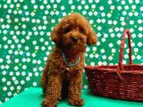 Orji̇nal Poodle Çocuklar