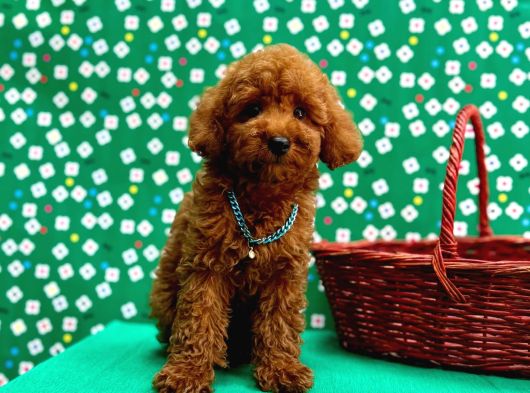 Orji̇nal Poodle Çocuklar görsel