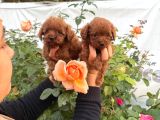 Kore poodle yavrularımız
